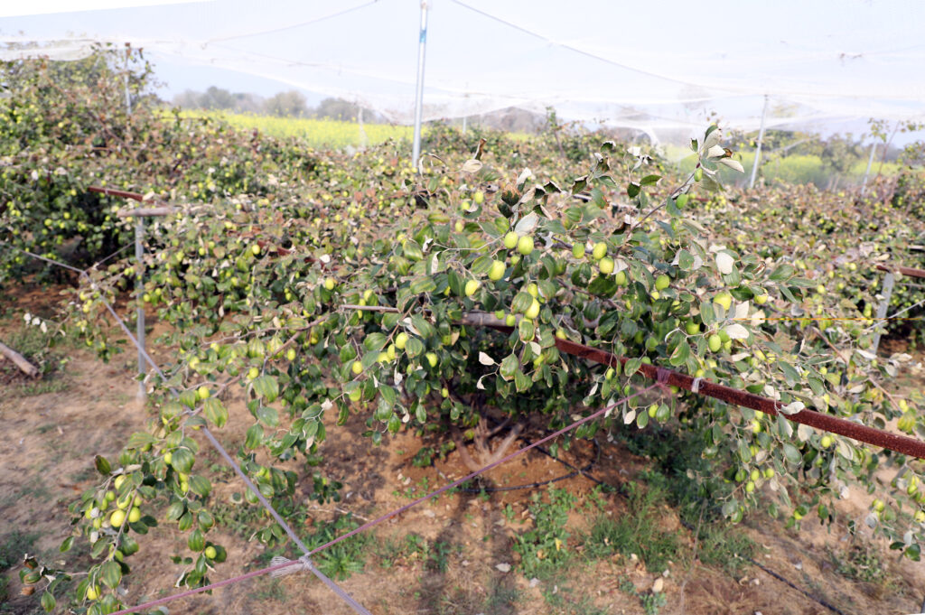Fruitning in the ThakurJi Organoics farm
