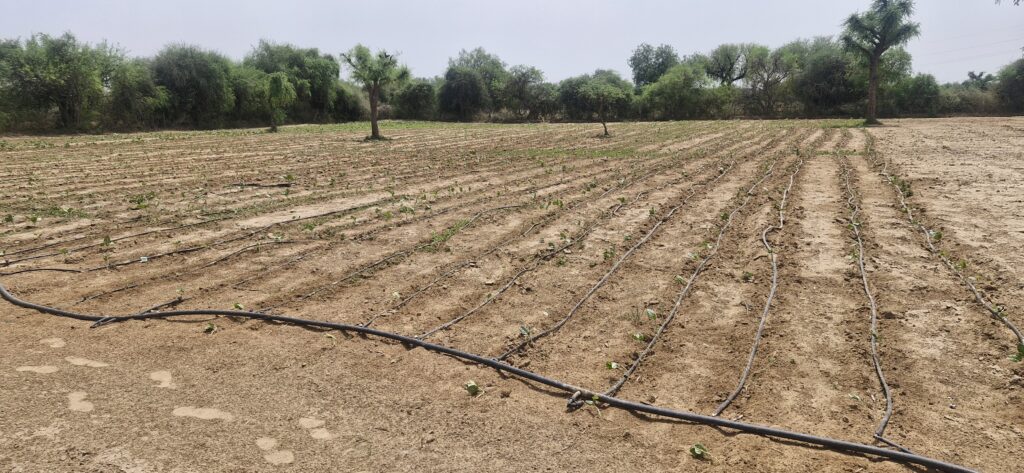 ThakurJi Organic farm