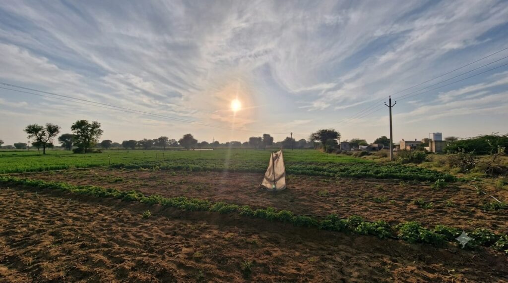 Organic farm in Rajasthan at ThakurJi Organics