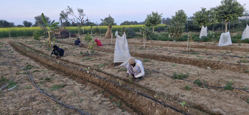 Workers are working in the organic farm of ThakurJi Organics